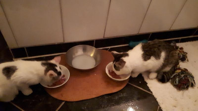 IMG-20210919-WA0015.jpeg
