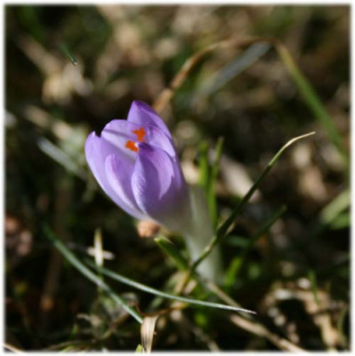 C1326_Krokus_lila_knospig.jpg