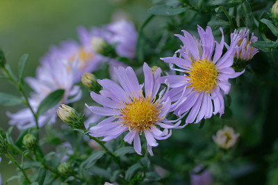 DSC_3007_DxO.jpg