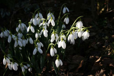 C1332_Schneeglockchenhorst.jpg