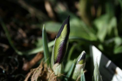 C1340_Iris_reticulata_in_den_Startlochern.jpg