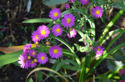 DSC_2693.JPG