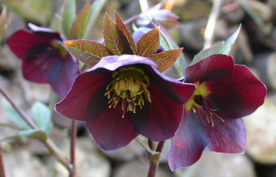Helleborus_dunkelrot_rote_Stiele_13.2.08.jpg