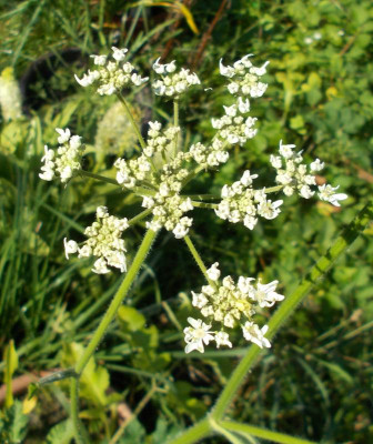 DSCN3332_Doldenbluetler1.jpg