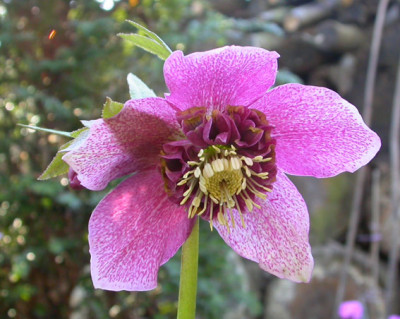 Helleborus_rosa_anemone_gepudert_13.2.08.jpg