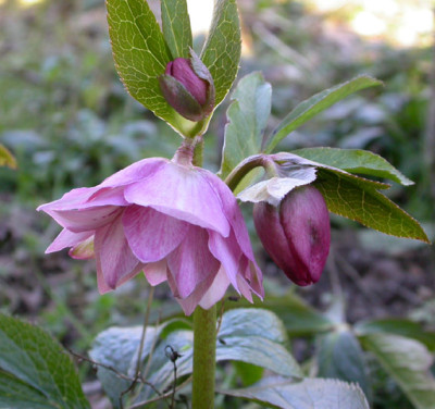 Helleborus_rosa_gefullt_12.2.08.jpg