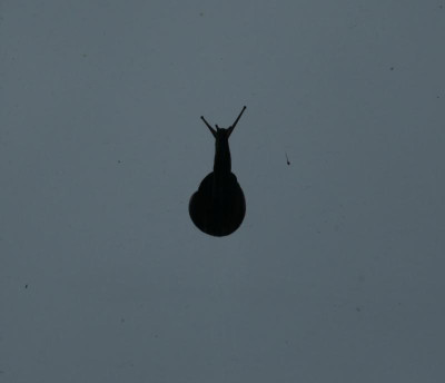 Schnecke.jpg