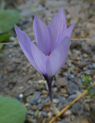 Crocus mathewii 210927 2.jpg