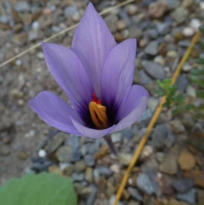 Crocus mathewii 210927.jpg