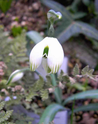 21.2.04.Galanthus_Desdemona__001.JPG