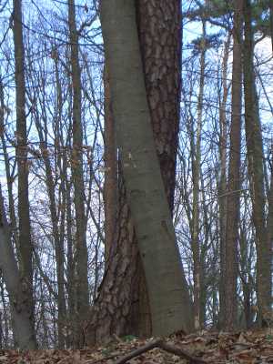 CIMG2790_2half_50.jpg