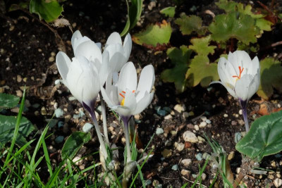 DSCF5173.JPG