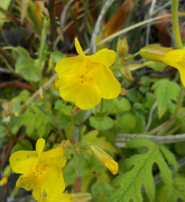 DSCN3326_Mimulus_cf_luteus.jpg