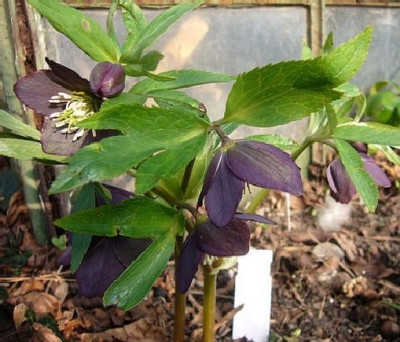 H._croaticus__Sarastro_2003.JPG