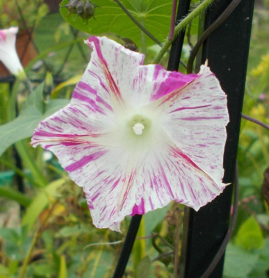 DSCN3327_Ipomoea_non_Pearly_Gates.jpg