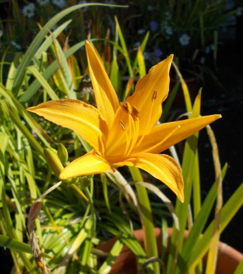 DSCN3331_Hemerocallis_fulva_var_littorea.jpg