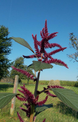 DSCN3342_Amaranthus.jpg