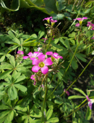 DSCN3357_Oxalis_lasiandra.jpg