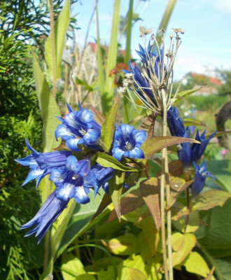 DSCN3358_Gentiana_asclepidea.jpg