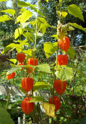 DSCN3359_Physalis_alkekengi.jpg