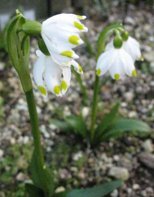 Leucojum_vernun_var._vagneri_.JPG
