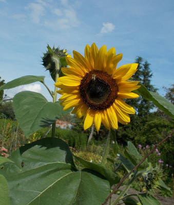 DSCN3360_Helianthus_annuus.jpg