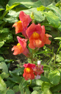 DSCN3361_Antirrhinum.jpg
