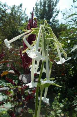 DSCN3363_Nicotiana_sylvestris.jpg