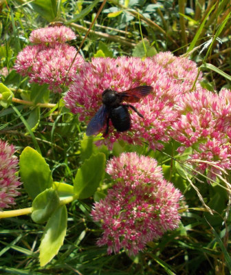 DSCN3368_Sedum_Herbstfreude.jpg