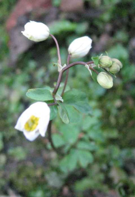 10.2.08.Isopyrum_thalictroides_.JPG