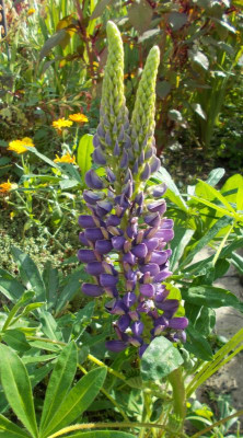 DSCN3370_Lupinus.jpg