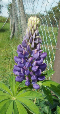 DSCN3375_Lupinus.jpg