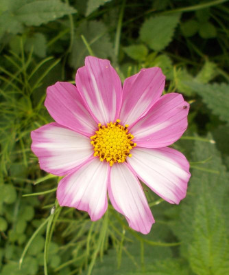 DSCN3389_Cosmos.jpg
