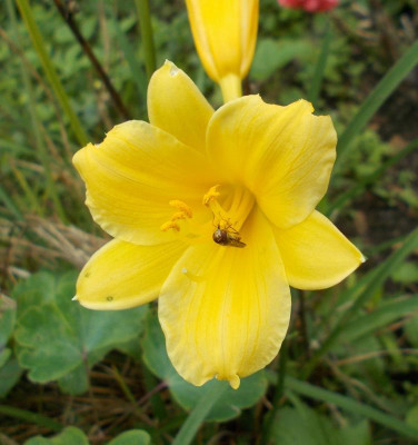 DSCN3400_Hemerocallis_non_StelladOro.jpg