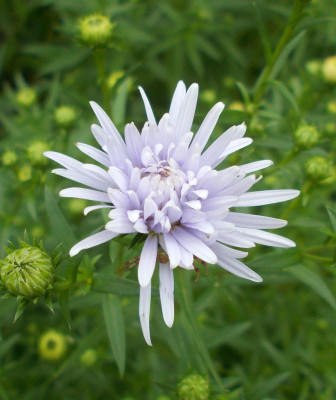 DSCN3403_Aster.jpg
