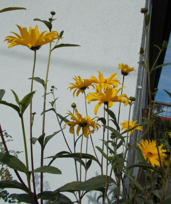 DSCN3414_Helianthus_x_laetiflorus.jpg
