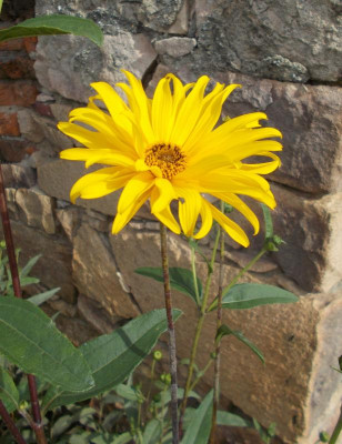 DSCN3415_Helianthus_x_laetiflorus.jpg