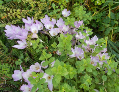 DSCN3423_Colchicum_Giant.jpg