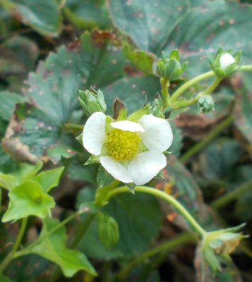 DSCN3427_Fragaria.jpg