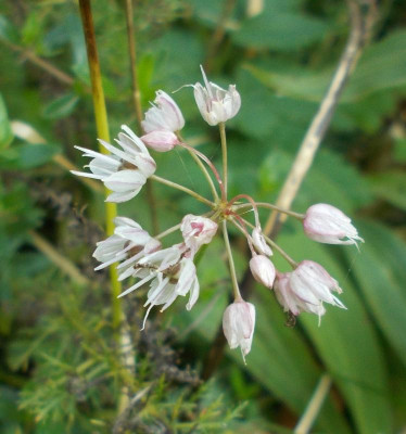 DSCN3428_Allium_daghestanicum.jpg