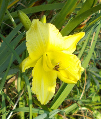 DSCN3429_Hemerocallis.jpg