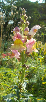 DSCN3435_Antirrhinum.jpg