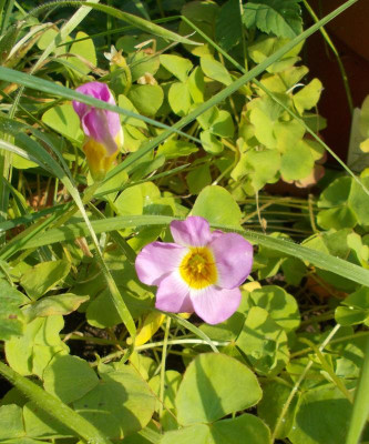 DSCN3436_Oxalis_inops.jpg