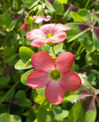 DSCN3446_Oxalis_tetraphylla_Iron_Cross.jpg