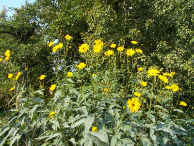 DSCN3447_Helianthus_x_laetiflorus.jpg