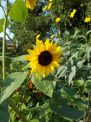 DSCN3448_Helianthus.jpg