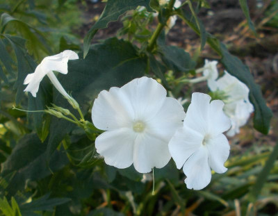 DSCN3450_Phlox_Schneeferner.jpg