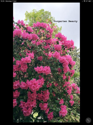IMG_0335.PNG