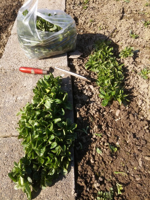 Feldsalat Ernte.jpg