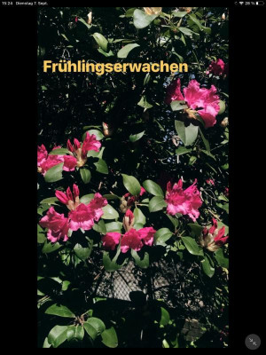 IMG_0332.PNG